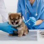 cachorro-pomerano-vacina-veterinario.webp